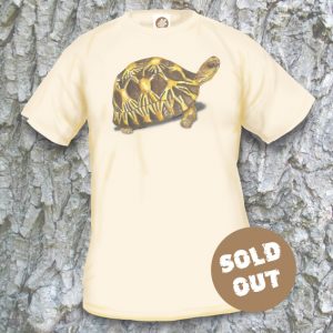 Turtles Model 17 Sold Out