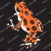 Frogs/Toads Model 2, Oophaga pumilio, ARTWORK