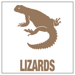 Lizards