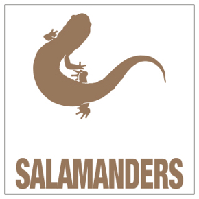 Salamanders & Newts