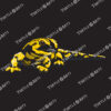 Salamandra salamandra terrestris