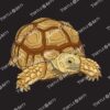 Centrochelys sulcata