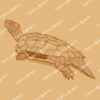 Geoemyda spengleri