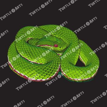 Trimeresurus popeiorum