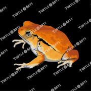 False Tomato Frog - Image 2