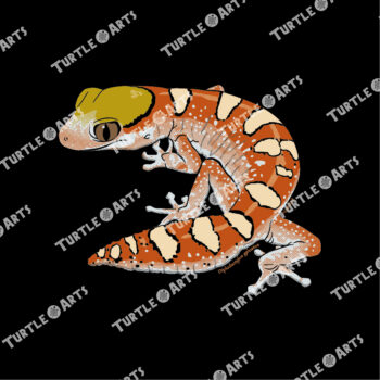 Helmeted Gecko - black - Image 2