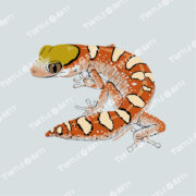 Helmeted Gecko - gray - Image 2