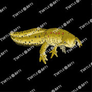Eastern Newt - Image 2
