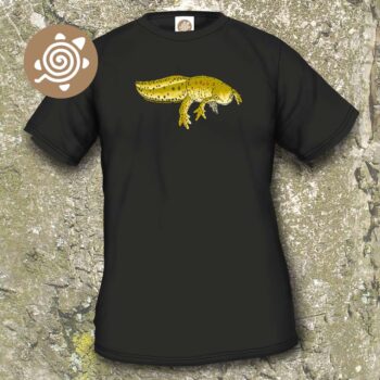 Eastern Newt