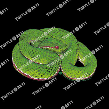 Pope's Bamboo Pitviper - Image 2