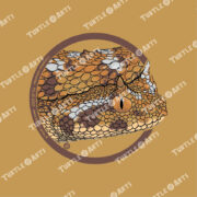 Saharan Horned Viper - Image 2