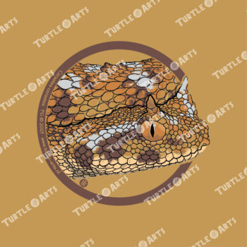 Saharan Horned Viper - Image 2