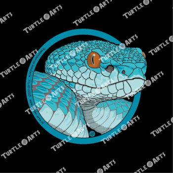 Sunda White-lipped Pit Viper - Image 2