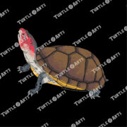 Red-cheeked Mud Turtle - Image 2