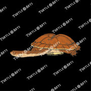 Dinner-plate Turtle - Image 2