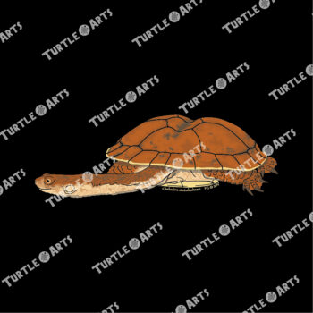 Dinner-plate Turtle - Image 2