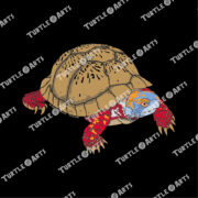 Mexican Box Turtle - Image 2
