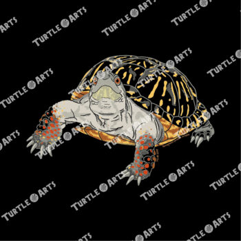 Ornate Box Turtle - Image 2