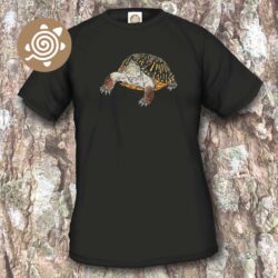 Ornate Box Turtle