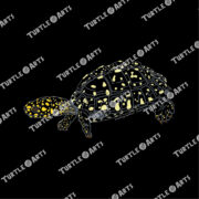 Spotted Pond Turtle - Image 2