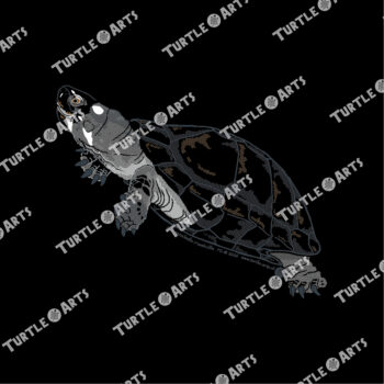 Black Marsh Turtle - Image 2