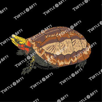 Indochinese Box Turtle II - Image 2