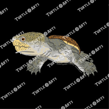 Narrow-bridged Musk Turtle - Image 2