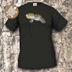 Narrow-bridged Musk Turtle