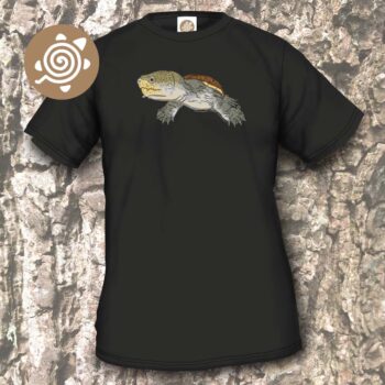 Narrow-bridged Musk Turtle