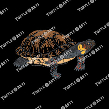 Bog Turtle - Image 2