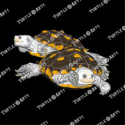 Ornate Diamondback Terrapin - Image 2