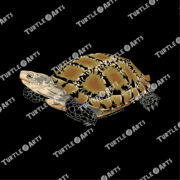 Impressed Tortoise - Image 2