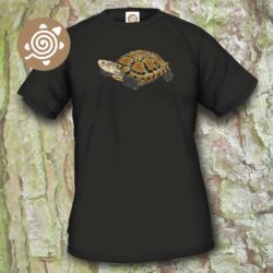 Impressed Tortoise