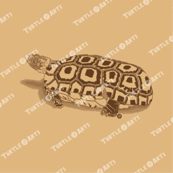 Speke’s Hinge-back Tortoise - Image 2