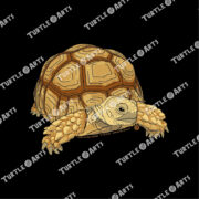 African Spurred Tortoise - Image 2