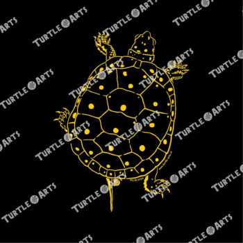 Spotted Turtle - Image 2