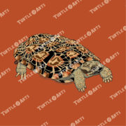 Pancake Tortoise - Image 2
