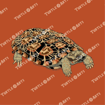 Pancake Tortoise - Image 2